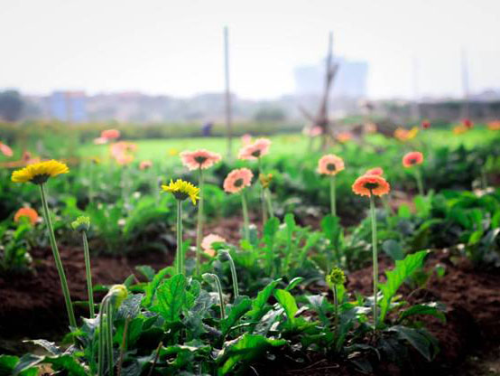 Gerbera